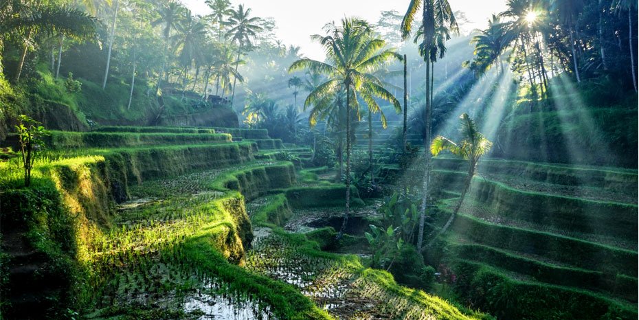 http://Bali%20Rondreize%20Rijstterrassen%20Ubud