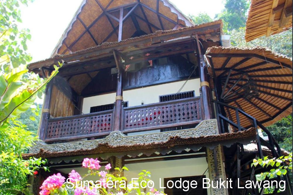 Sumatra Sumatera Ecolodge Bukit Lawang